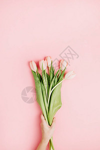 女人手拿着粉红色的郁金香花在粉红色背景上平坦的躺图片