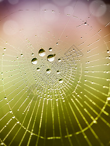 雨后这蛛网的隐藏之美图片