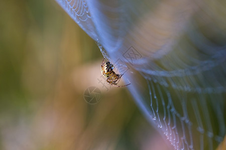 蜘蛛坐在网上捕猎图片
