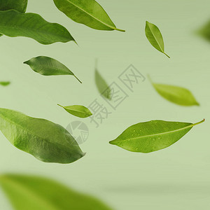 绿色茶叶在空气中活跃飞行背景图片