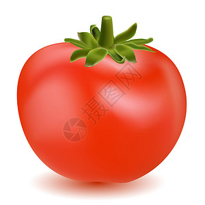 白色背景番茄蔬菜插图白图片