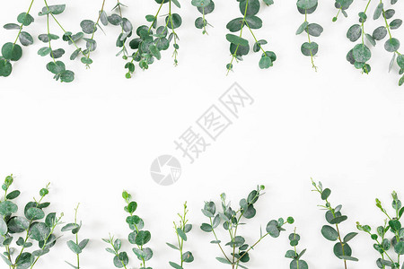 白背景上带有eucalyptus分支的花纹框架平面图片