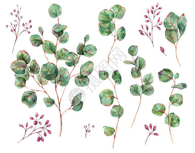 白背景上隔绝的风花叶贝瑞尔古水彩色植物收藏品图片