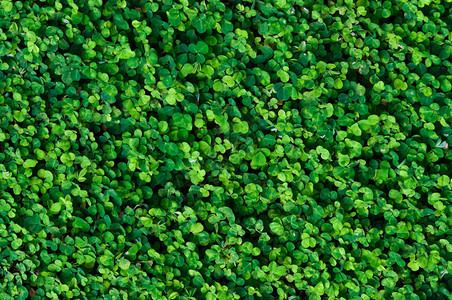 带有圆形小绿叶的森林草泰国图片