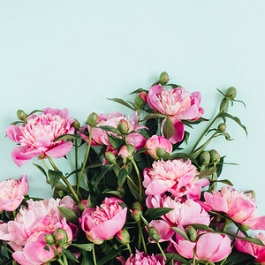 淡蓝色背景上美丽的粉红色牡丹花束图片