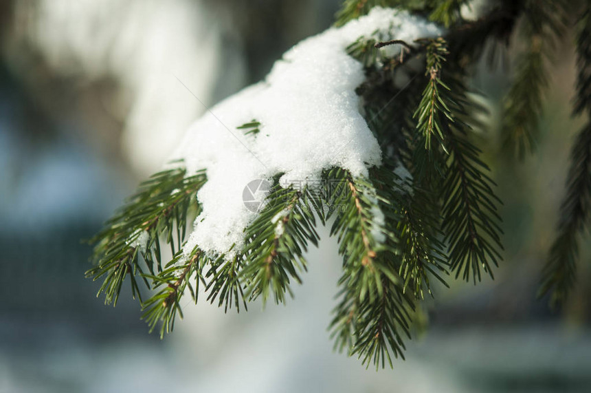 白雪的云杉树枝霜冻中的冬天云杉树图片