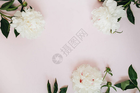 白牡丹花枝叶和花瓣的框架图片