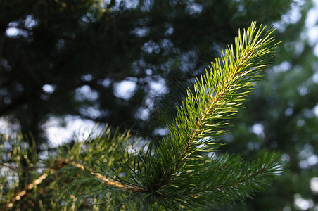 图片右侧是绿针松树的特写照片树枝末端的小松果背景中的松针模糊光线和背景图片