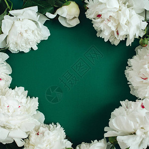 白牡丹花枝叶和花瓣的框架花环背景图片