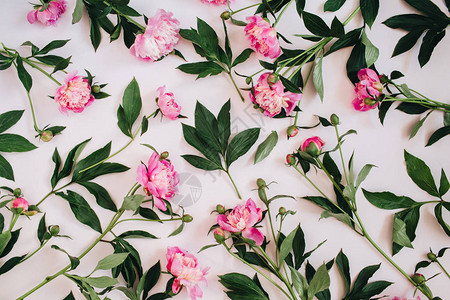 由粉红色牡丹绿叶白色背景上的树枝制成的花卉图案图片