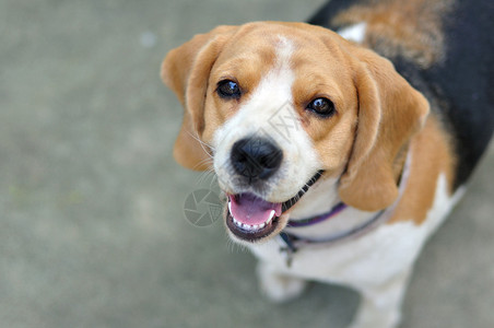 肖像可爱的小猎犬小狗抬头图片