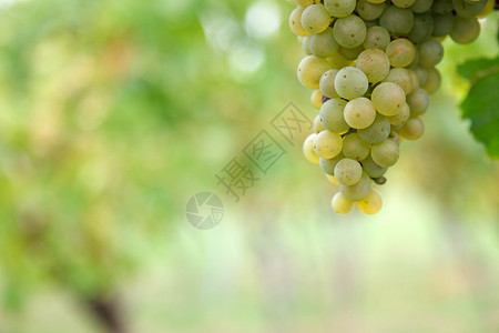 一串绿葡萄挂在葡萄藤上图片