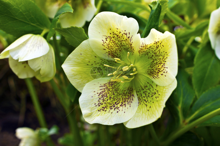 花园里有紫色斑点的白色HelleboreHellebor图片