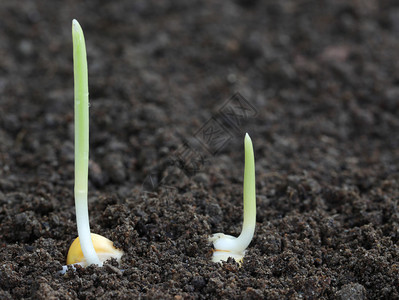 肥沃土壤上玉米芽萌发的特写图片
