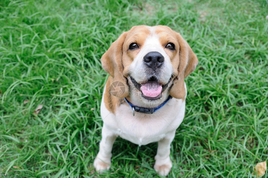 花园里可爱的小猎犬小狗图片