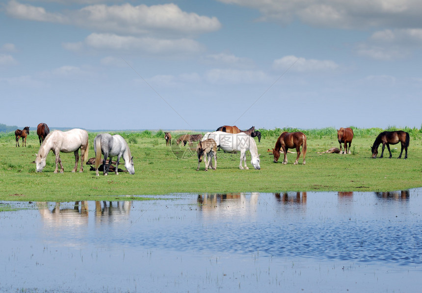 河边牧场上的马群图片