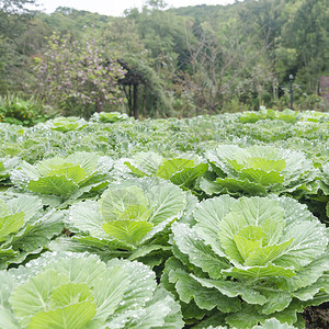 镇菜田图片