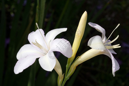 两朵长茎白色玉簪花背景