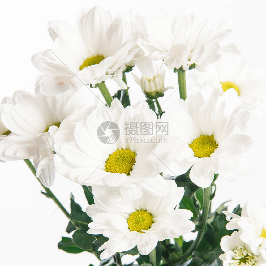 白色背景上白色小菊花图片