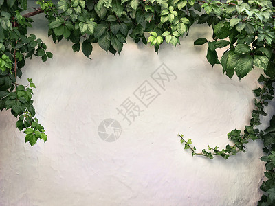 白色石膏墙上的攀援植物图片