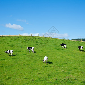 苏格兰牧场上的荷斯坦公牛图片
