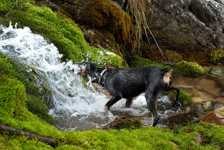 小溪里的狗饮料图片