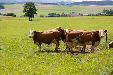 两头奶牛在草原的一个图片