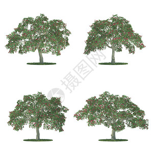 孤立在白色背景上的四棵刺桐树背景图片