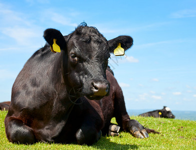 英国牧场上的黑色阿伯丁安格斯牛背景图片