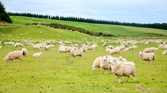 新西兰牧场上的绵羊图片