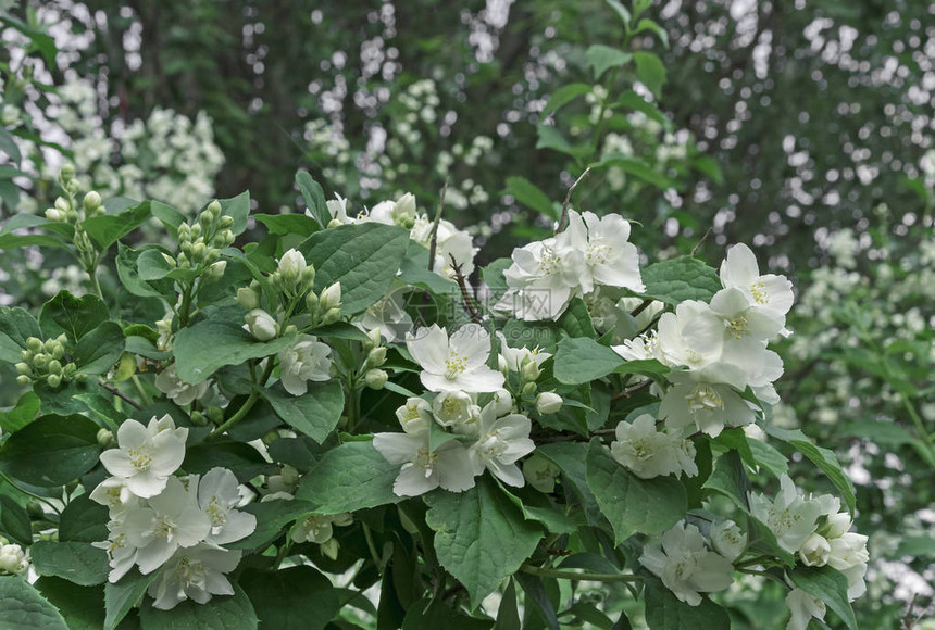 白茉莉花城市花园中闪图片