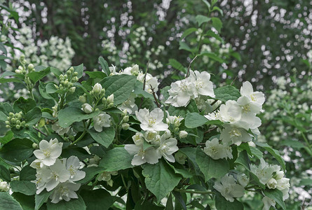 白茉莉花城市花园中闪图片