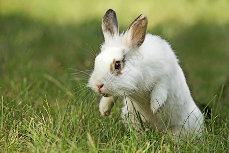 草地上的白兔特写图片