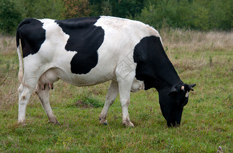 在乌克兰牧场放牧的奶牛背景图片