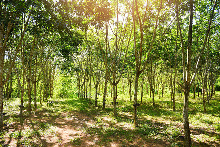 亚洲农业橡胶林橡胶种植园天然胶乳图片