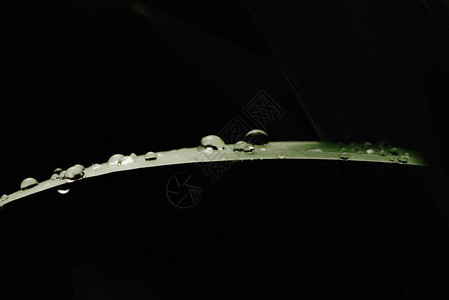 雨后花园图案背景中绿叶上的水滴输入文图片