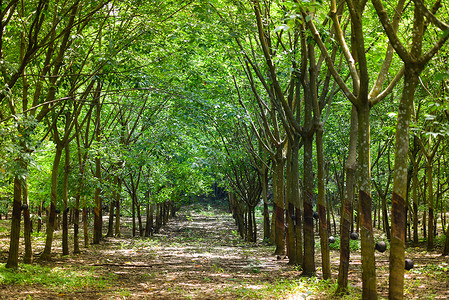 橡胶种植园亚洲橡胶林的农业橡胶行种植园农业图片