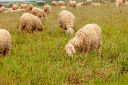 羊在草地上放牧绿草如茵图片