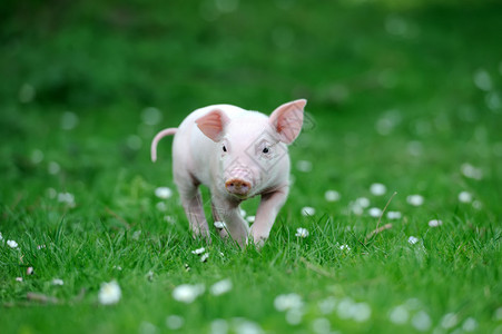 春天绿草上的小猪图片