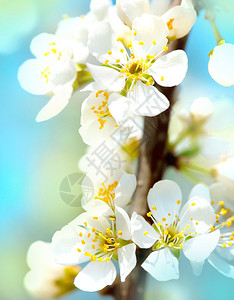 春天中苹果花的特写图片