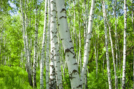 Birchwood春天的绿色树林天然背景图片