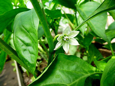 辣椒开花胡椒宏观照片有选择的焦点的自然背景菜园植图片