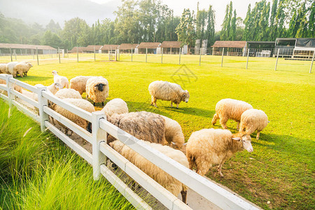 农场绿草上的羊图片