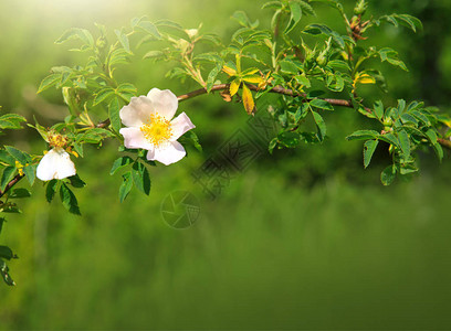 白色花朵在夏日野生玫瑰图片