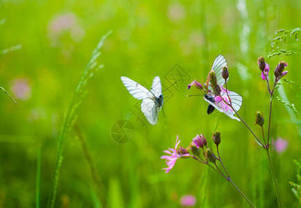 蝴蝶坐在花上其他图片