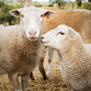 澳大利亚围场中的绵羊和羔羊背景图片