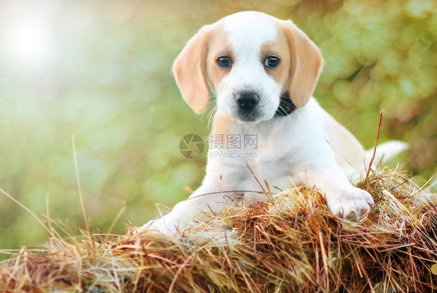 可爱的小猎犬小狗特写图片