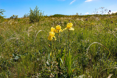 黄色的草原花朵和别致的羽毛草图片