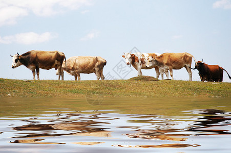 湖边的奶牛和它们在水中的倒影图片