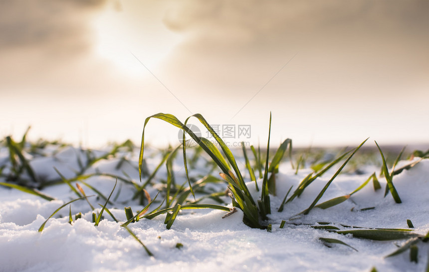 雪下小麦图片